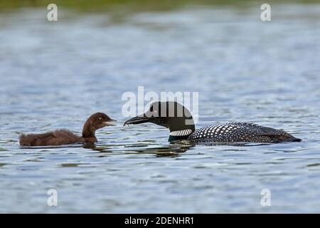 loon comune / grande subacqueo settentrionale (Gavia immer) genitore in allevamento piumaggio alimentare pesce per pulcino in lago in estate Foto Stock