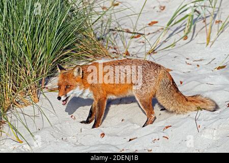 Volpe rossa (Vulpes vulpes) foraggio nelle dune lungo la costa Foto Stock
