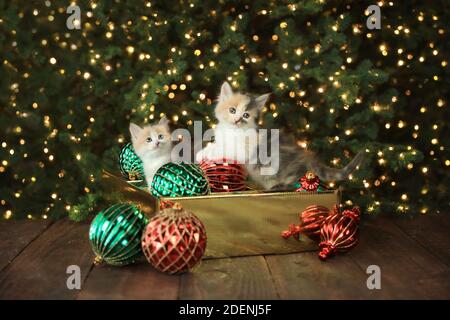 Curiosi Cittens carino in una scatola ornamento per Natale Foto Stock