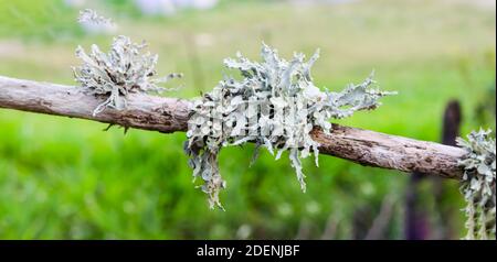 Cladonia Rangiferina Lichen su bastone Foto Stock