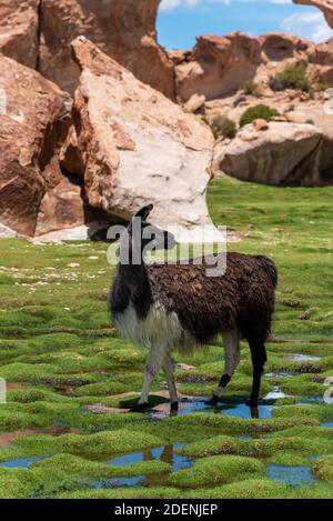 A lama (camelide nativo del Sud America) Nel sud-ovest dell'altiplano in Bolivia Foto Stock
