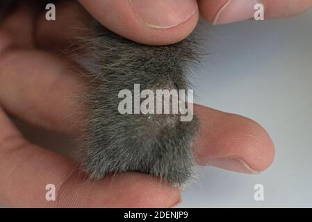 privare da vicino sulla pelle di un gatto. Malattie di animali domestici. Trattamento di malattie fungine al veterinario Foto Stock