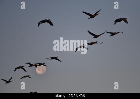 Monterey, California, Stati Uniti. 1 dicembre 2020. Un gregge di uccelli sorvola la luna piena a Point Pinos sulla costa californiana. Credit: Rory Merry/ZUMA Wire/Alamy Live News Foto Stock