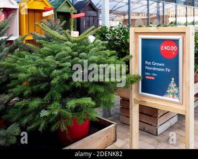 Abeti Nordmann in vendita a Natale il vantaggio di questa varietà è che gli aghi sono morbidi e fanno non caduta prezzo £40 per un metro albero Foto Stock