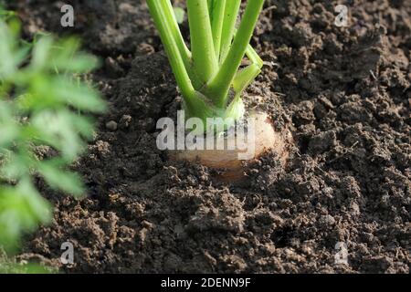 carote che crescono sul letto di verdure Foto Stock