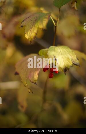 cespuglio di rowan con foglie dorate e bacche rosse in una giornata di sole. Foto Stock