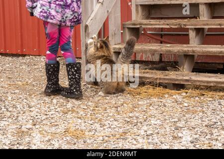 Bambina in piedi accanto al morbido gatto calico strattching . Foto di alta qualità Foto Stock