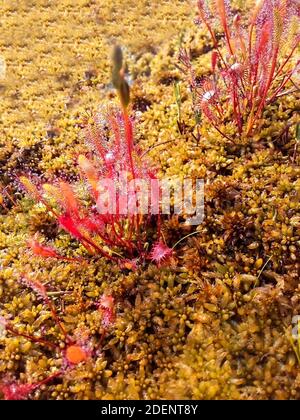 Pianta carnivora Drosera anglica, rugiada inglese o grande rugiada in gocce di rugiada che crescono nelle paludi della taiga settentrionale. Primo piano, messa a fuoco selettiva Foto Stock