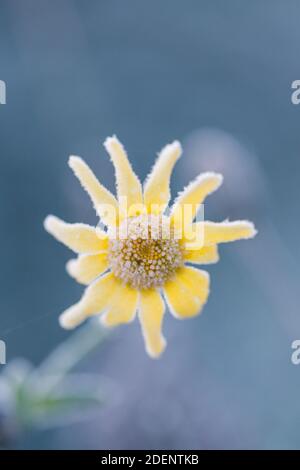 Gelo laced giallo daisy fiori prato su uno splendido inverno giorno Foto Stock