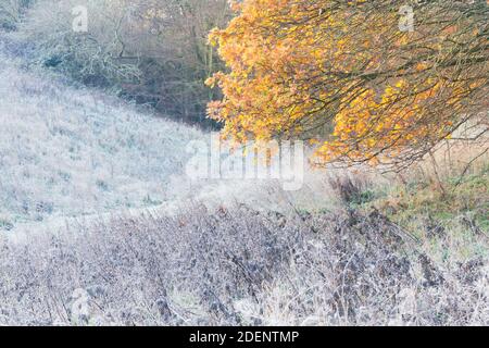 Frost erbe laced e foglie di quercia dorata su un bel giorno d'inverno Foto Stock