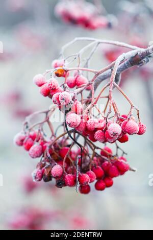 Frost laced bacche rosso brillante rowan albero su un bello giorno d'inverno Foto Stock