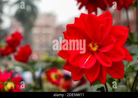 Fiore rosso con sfondo sfocato Foto Stock