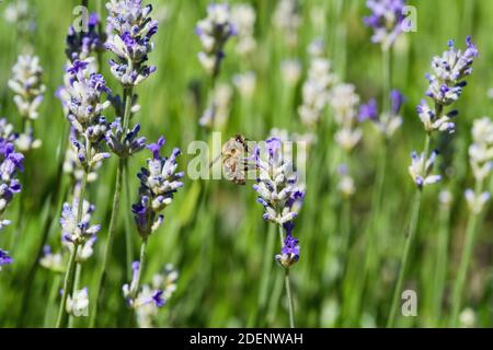 Miele Bee su lavanda, Ruddington Foto Stock
