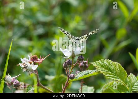 Farfalla bianca marmorizzata, cava Bloody Oaks, Empingham, Rutland Foto Stock