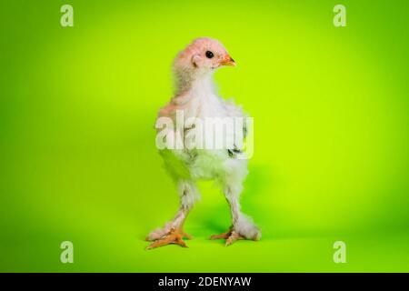 Giovane adolescente luce Brahma fattoria di pollo ritratto di gallina Foto Stock