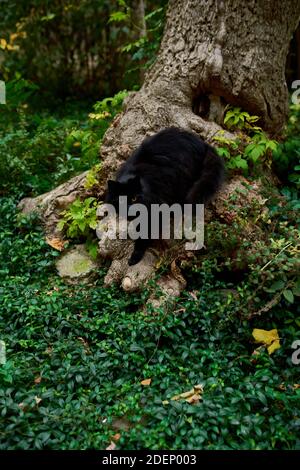 Gatto nero domestico che cammina all'aperto. Natura verde Foto Stock