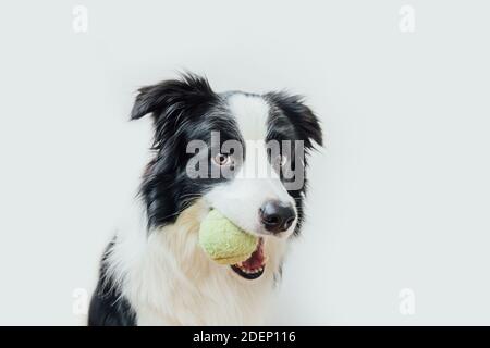 Divertente ritratto di cute cucciolo cane bordo collie tenendo palla giocattolo in bocca isolato su sfondo bianco. Cane animale domestico purebred con palla da tennis vuole giocare Foto Stock