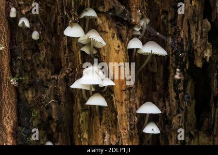 Fungus - Bonnet mungitura Bianco (Trametes gibbosa) Foto Stock