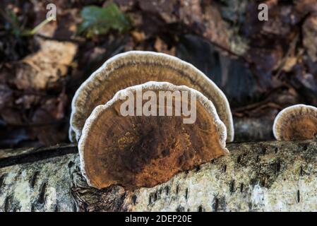 Turkeytail - una staffa fungo (Trametes versicolor) Foto Stock