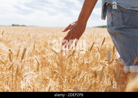 Un uomo è su un campo di grano e tiene la sua mano sulle orecchie, mano ravvicinata tenendo il grano Foto Stock