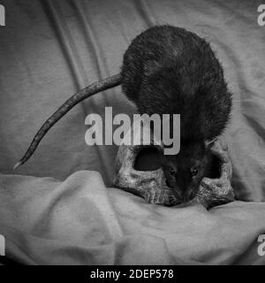 Il ratto animale domestico che gioca vicino al vecchio cranio umano decaduto come concetto di peste Foto Stock