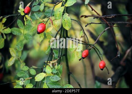 Bacche rosse di rosa sui ramoscelli, fogliame colorato per uno sfondo. Giardino e foresta autunnale, foglie verdi e gialle, fuoco selettivo. Foto Stock