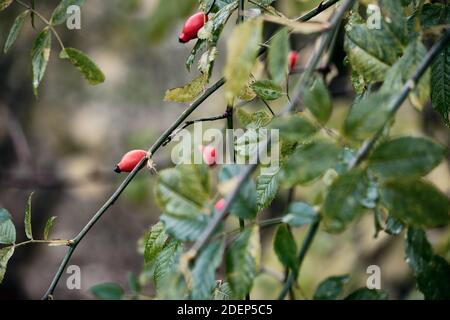Bacche rosse di rosa sui ramoscelli, fogliame colorato per uno sfondo. Giardino e foresta autunnale, foglie verdi e gialle, fuoco selettivo. Foto Stock