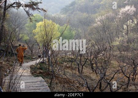 Monaco in primavera nel parco. Qianshan National Park, Anshan, provincia di Liaoning, Cina Foto Stock