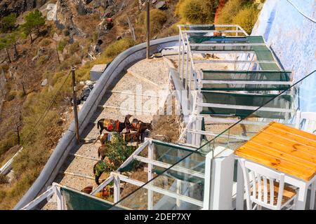 Taxi asino a Fira sull'isola di Santorini. CICLADI, Grecia Foto Stock