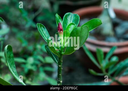 Adenium obesum o Forssk Roem & Schult pianta fioritura in la famiglia dogbane Foto Stock