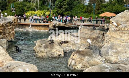 Orlando, FL USA - 22 novembre 2020: Leoni marini che si stagliano su rocce che si annidano nell'area di Pacific Point Preserve al Seaworld di Orlando, Florida. Foto Stock