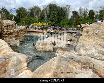 Orlando, FL USA - 22 novembre 2020: Leoni marini seduti su una roccia che naping e che gioca nell'area Pacific Point Preserve al Seaworld di Orlando, Flori Foto Stock