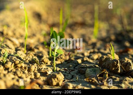 Il Pisum sativum o Pea è un piccolo seme sferico o un vegetale Foto Stock
