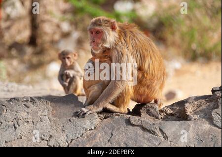 Scimmia madre (Rhesus macaque) abbracciare il suo bambino con un'altra giovane scimmia sullo sfondo Foto Stock