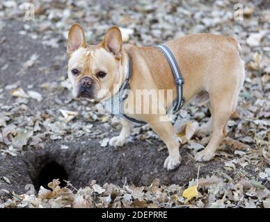 Frenchie su terra scoiattolo caccia Foto Stock