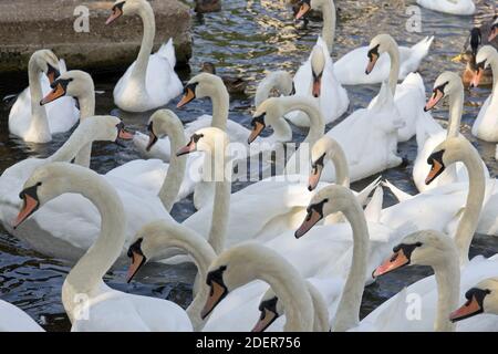 I cigni si riuniscono sul Tamigi a Windsor, Inghilterra. Un tale gruppo è chiamato un bevy di Swans. Questo lotto rumoroso aspetta di essere alimentato dai turisti. Foto Stock