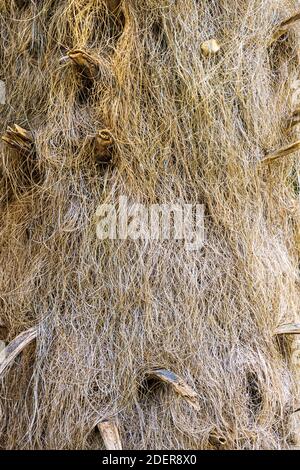 Guano barbudo a.k.a. palma dell'uomo vecchio (Coccothrinax crinita), closeup di tronco con le fibre di paglia, verticale Foto Stock