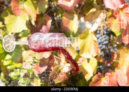 Calice con vino rosso cade sullo sfondo di un vigneto con uva. Fuoriuscita di vino da un bicchiere cadente. Foto Stock