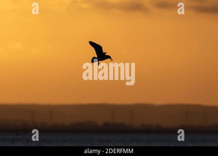 Seagull volare con il cibo nel suo becco al tramonto a Southend on Sea, Essex, Regno Unito. Silhouette di uccello contro il cielo arancione, trasportando molluschi Foto Stock