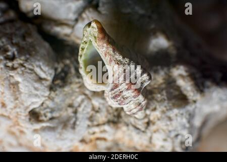 Un primo piano di una seashell splendidamente testurizzata Foto Stock