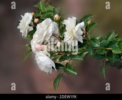 Ramo di rosa con fiori bianchi delicati e gemme rosa da vicino su sfondo sfocato. Sfondo floreale vintage per biglietto d'auguri, invito, calendario o Foto Stock