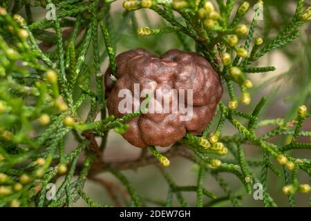 Cedro-mela Rust o ginepro-mela Rust (Gymnosporangium juniperi-virginianae) in un albero di cedro. Raleigh, Carolina del Nord. Foto Stock