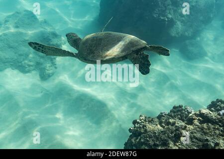 La tartaruga marina nuota verso il pavimento dell'oceano nelle hawaii Foto Stock