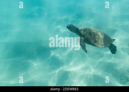 Piccole tartarughe marine nuotano dal pavimento dell'oceano Hawaii Foto Stock