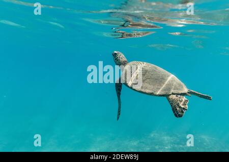 Una piccola tartaruga marina nuota sulla superficie del oceano delle hawaii limpido Foto Stock