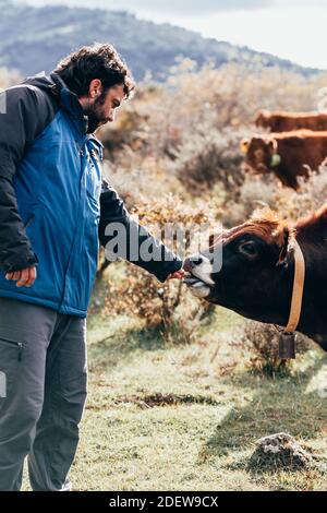 Uomo contadino che mangime a vacca limousine in mano Foto Stock