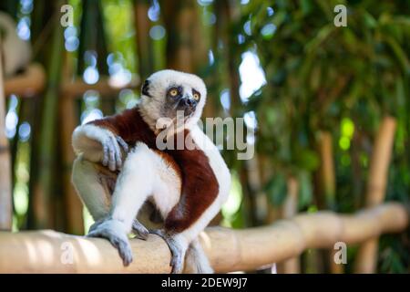 Il Coquerel Sifaka nel suo ambiente naturale in un parco nazionale sull'isola di Madagascar. Foto Stock