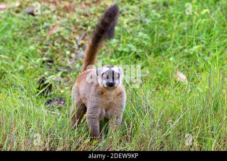 Alcuni lemuri bruni giocano nel prato e un tronco di albero e stanno aspettando i visitatori Foto Stock