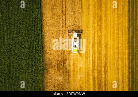 Una mietitrebbia moderna che lavora sul campo del grano, vista aerea. Paesaggio di campagna Foto Stock