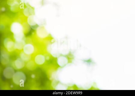 Astratto sfondo bokeh verde naturale lucido con spazio di copia bianco sulla destra Foto Stock